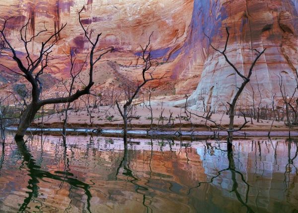 UT, Glen Canyon Drought reveals dead trees